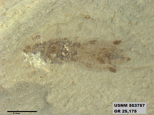 Genus sp
