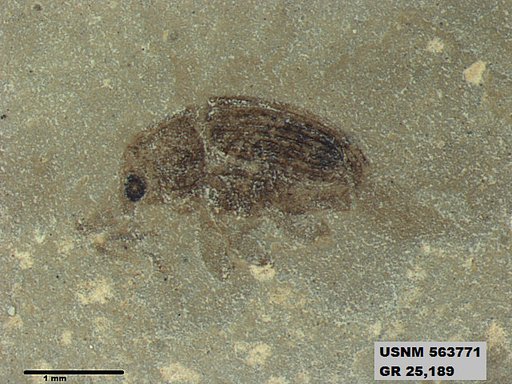 Insecta