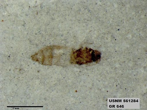 Insecta