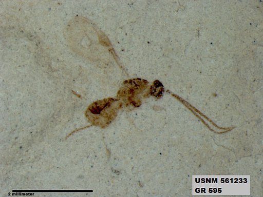 Insecta