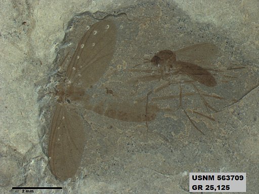 Genus sp