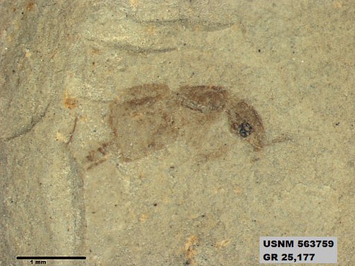 Insecta