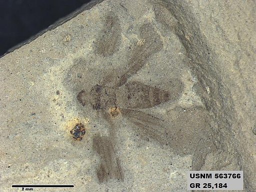 Genus sp