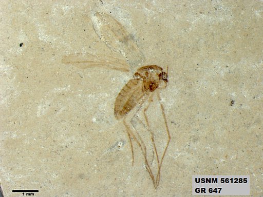 Insecta