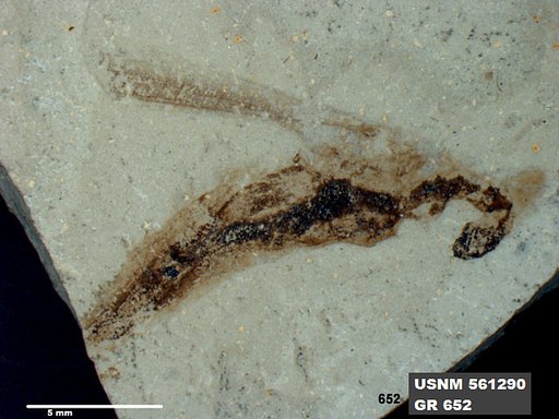 Eoerianthus eocaenicus
