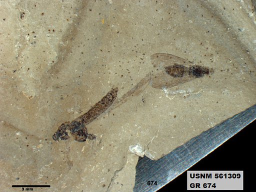 Genus sp