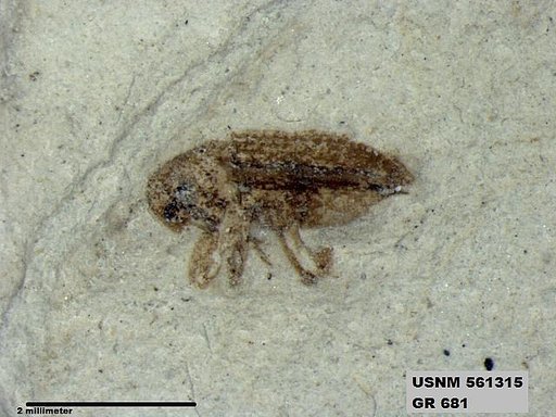 Insecta