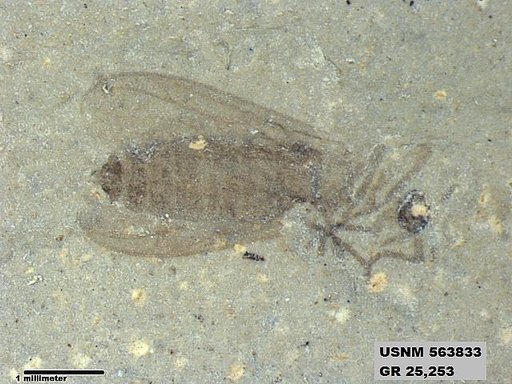 Genus sp