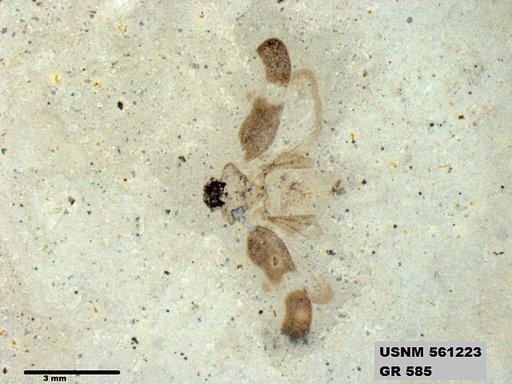Genus sp