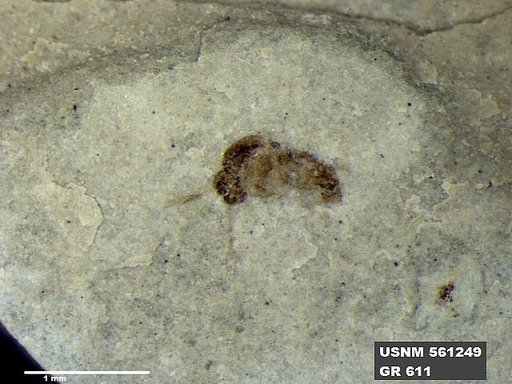Insecta