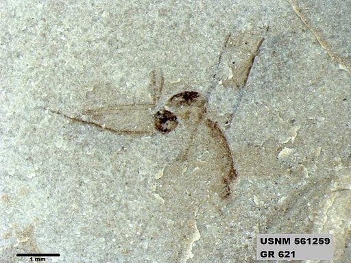 Insecta