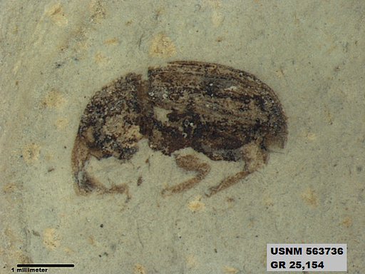 Insecta