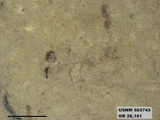 Genus sp