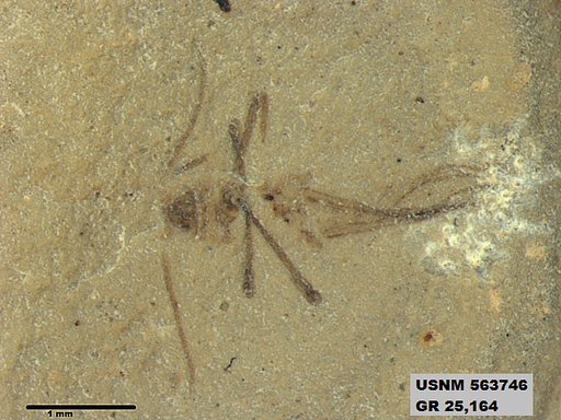 Insecta