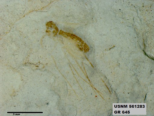 Insecta