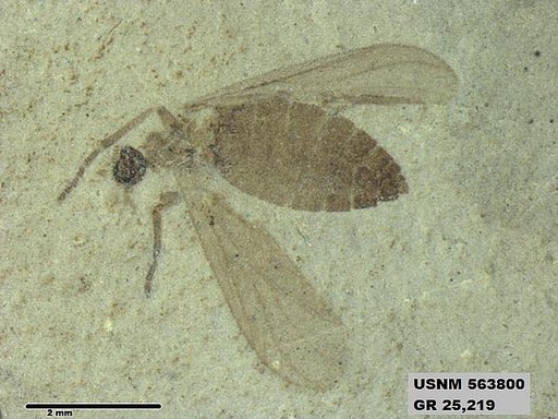 Genus sp