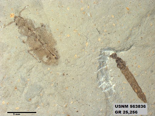 Insecta