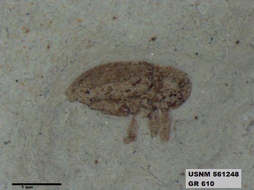 Insecta