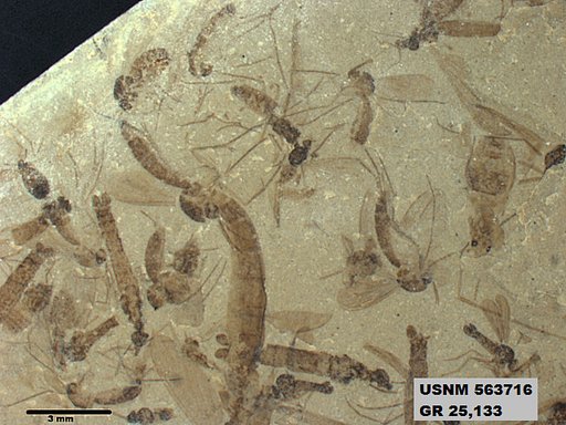 Genus sp