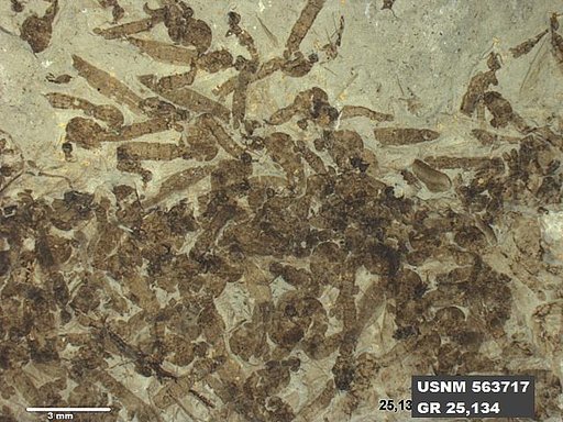 Genus sp