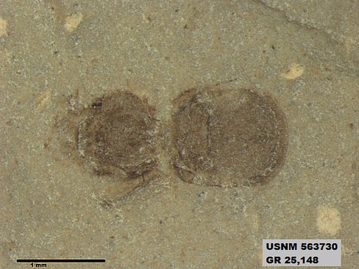 Tipula sp