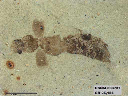 Genus sp