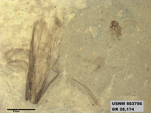 Genus sp
