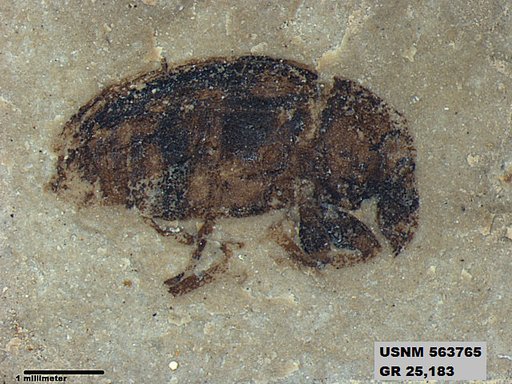 Insecta