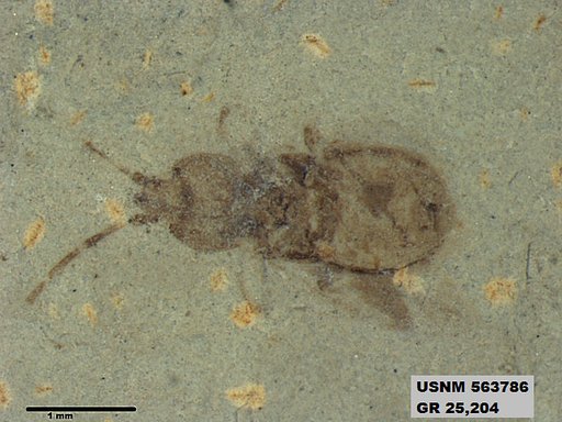 Genus sp