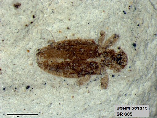 Insecta