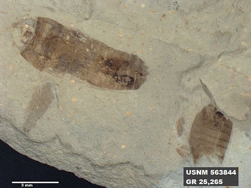 Genus sp
