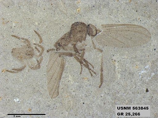 Insecta