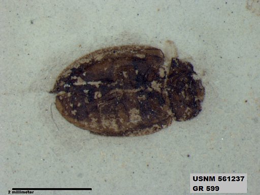 Insecta