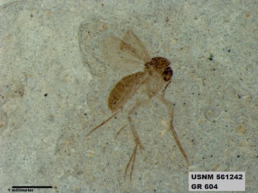 Insecta