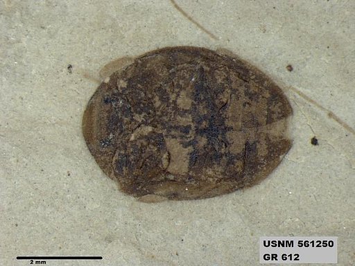 Insecta
