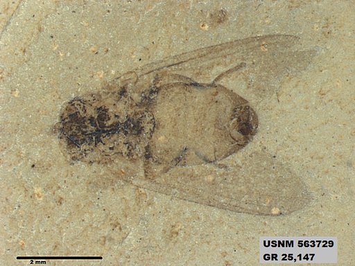 Genus sp