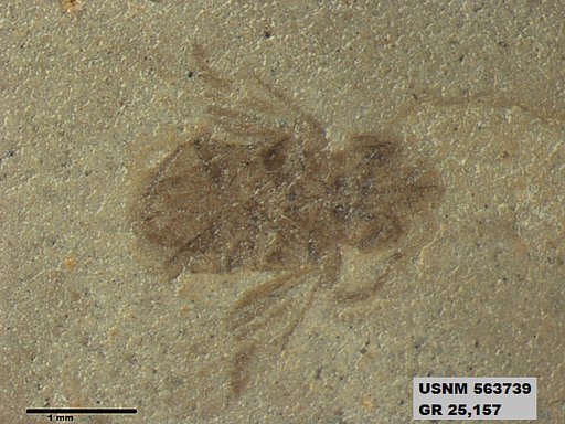 Genus sp