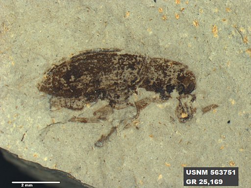 Insecta