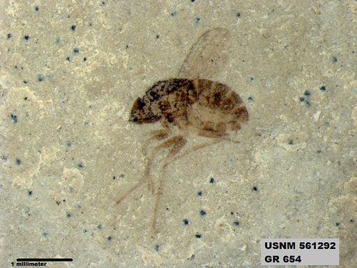 Insecta