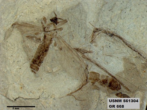 Insecta