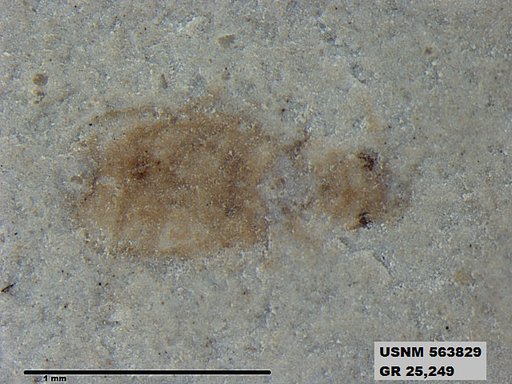 Insecta
