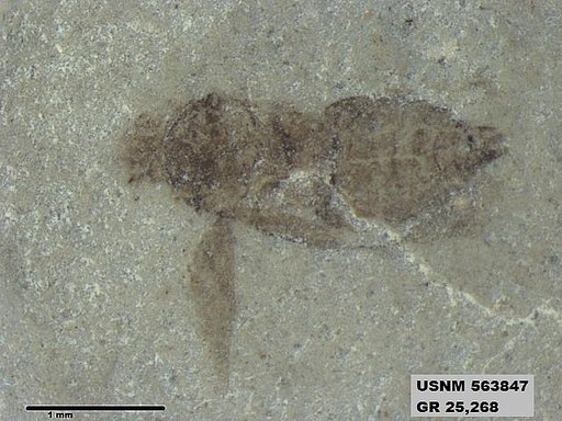 Genus sp