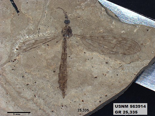 Insecta