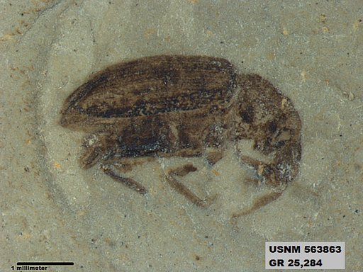Insecta