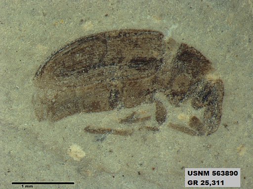 Insecta