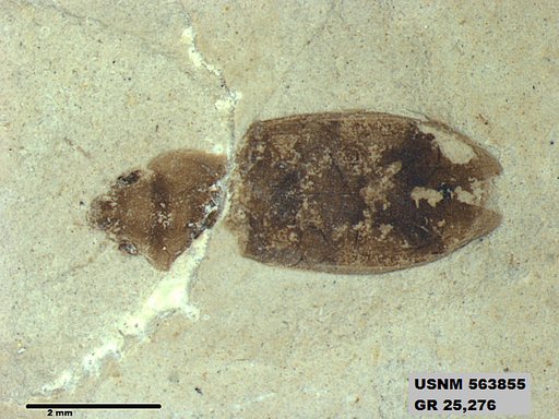 Insecta