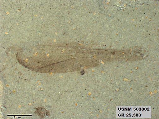 Genus sp