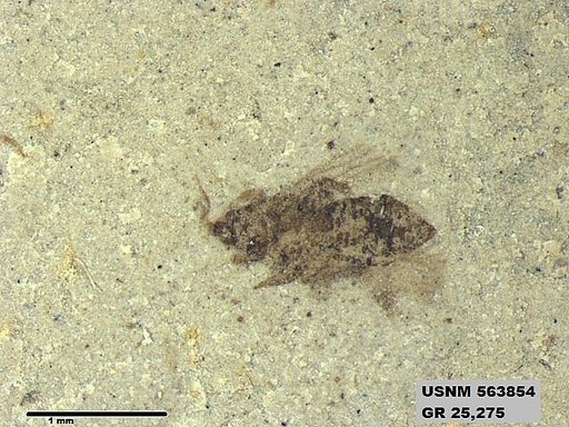 Insecta