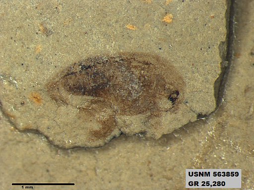 Genus sp