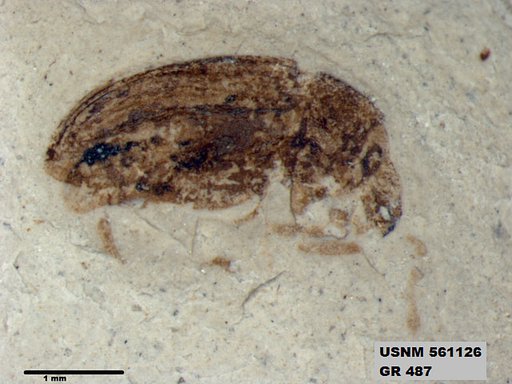Insecta